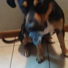LLoron PrinceCharming Cortez
