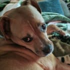 Maggie
