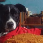 Meana