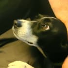 Meana