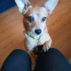 Scrappy Doo and Fauna May