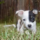 Bella