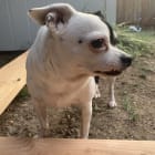 Bella