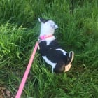 Bella