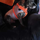 Sassy and Jaxx