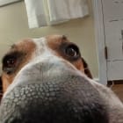 Olaf
