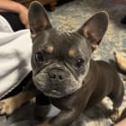 Ava
