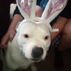 BadBunny