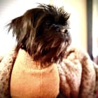 Bentley Hiccup
