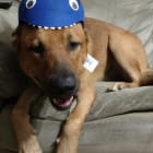 Sir Bennett