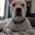 Wilson