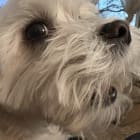 Findley-Benji