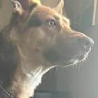 Maverick