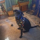CARL GOOD BOY