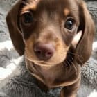 Bailey