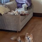 Penny and her puppies