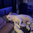 Finn