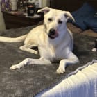Finn
