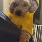 Nacho