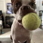 Cooper