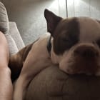 Cooper