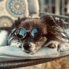 Gizmo