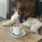 Gizmo