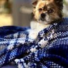 Gizmo