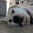 Polar Bear