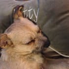 Betty Booper