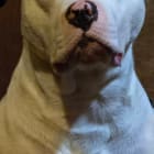 Capone