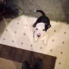 Capone