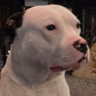 Capone