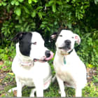 Steve and Ziggy