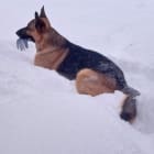 Bruno