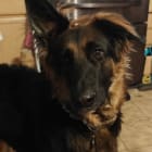 Stella