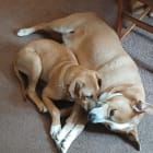 Sugar and Maggie