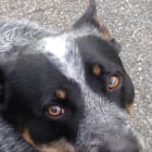 Greyson