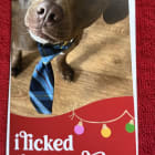 Frankie