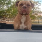 Tank