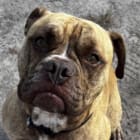 Tank