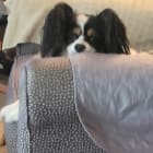 Loki