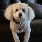 Wally