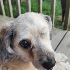 Kya  another Rescue