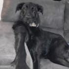 Kya  another Rescue