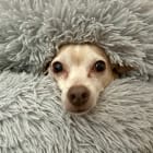 Gypsy Pup