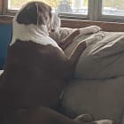 Harlee