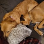 Moose and Daisy Mae