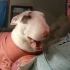 Petunia
