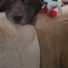 Daisy Mae